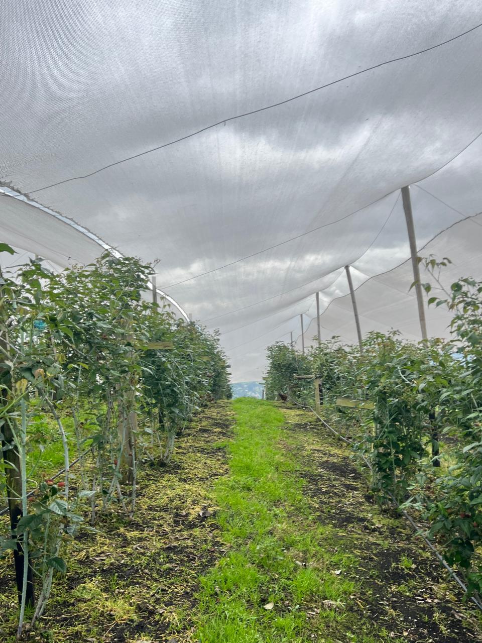Cultivo agrícola