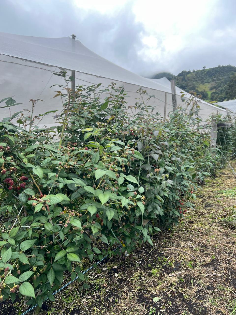 Cosecha agrícola