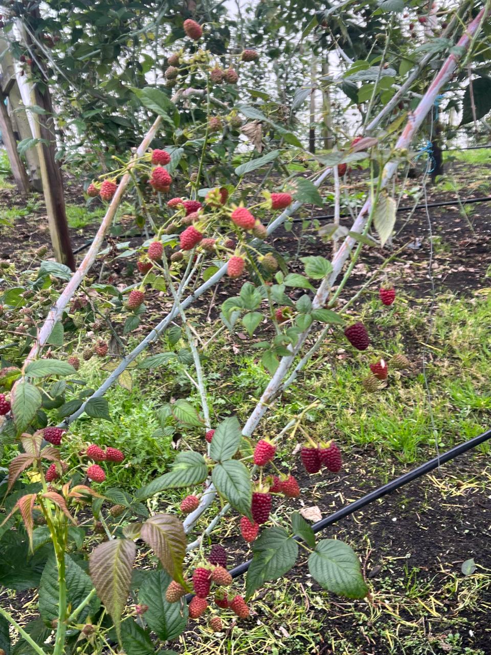 Campo de berries