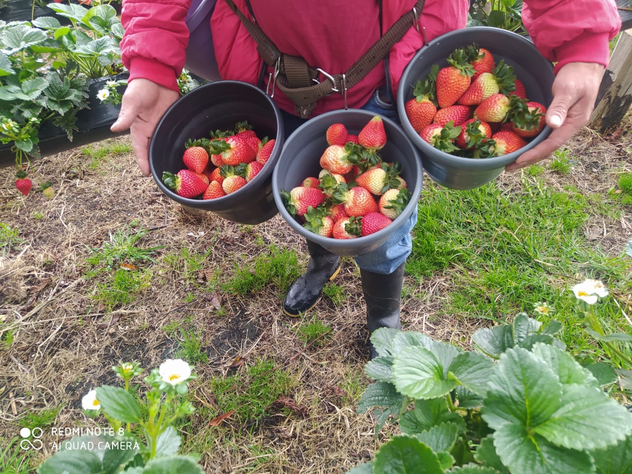 Trabajo agrícola