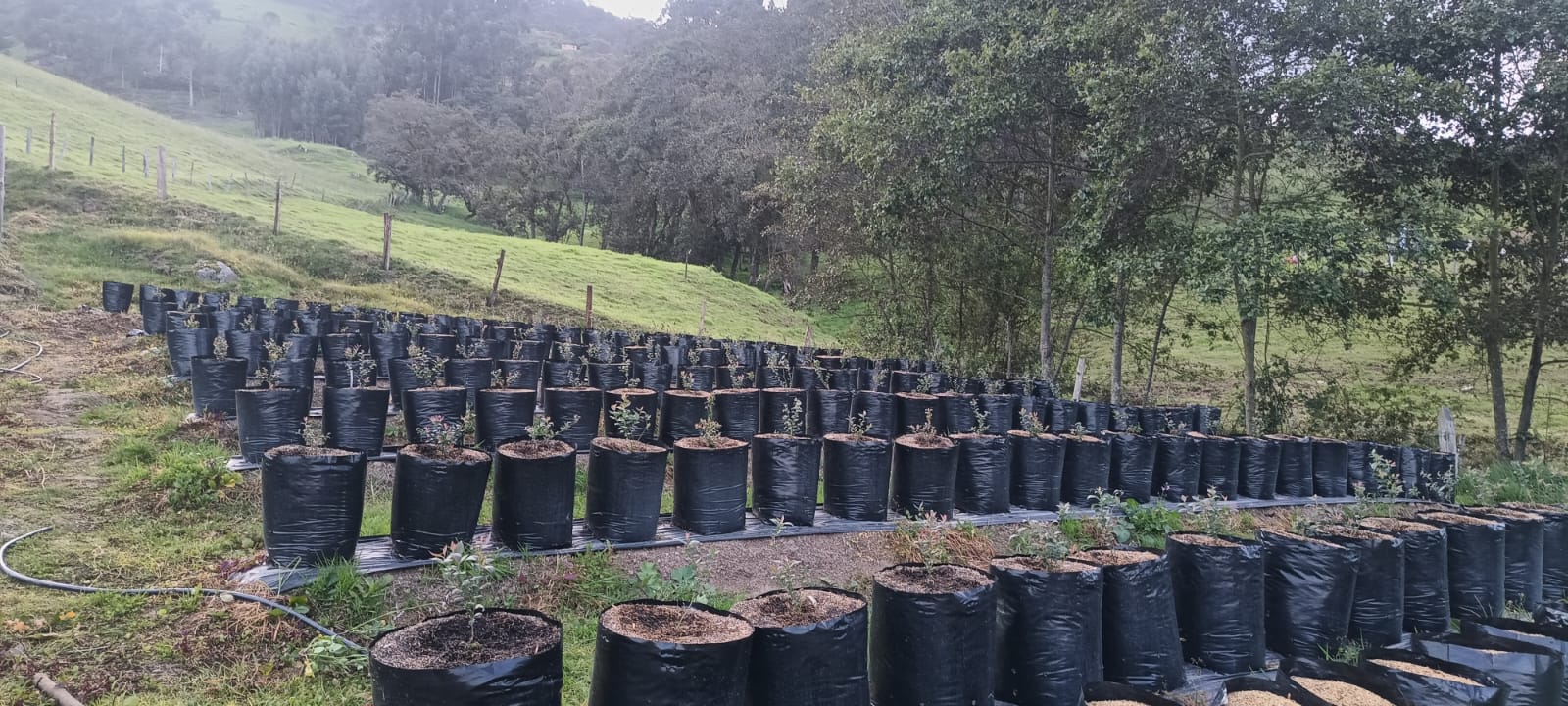 Productos agrícolas frescos de Shaday Berries