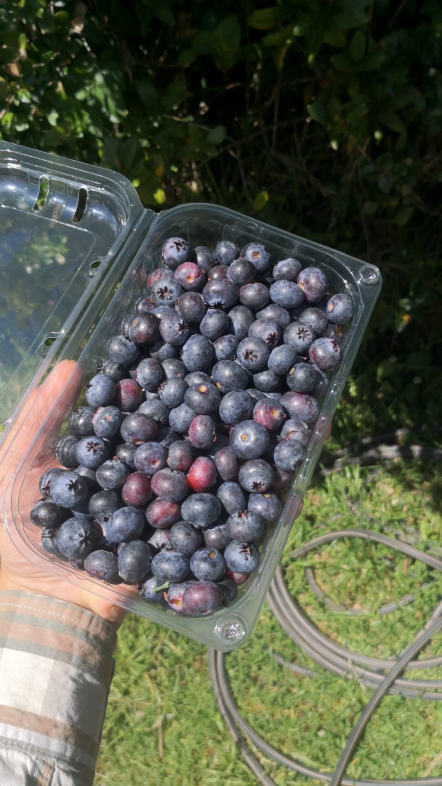 Productos agrícolas